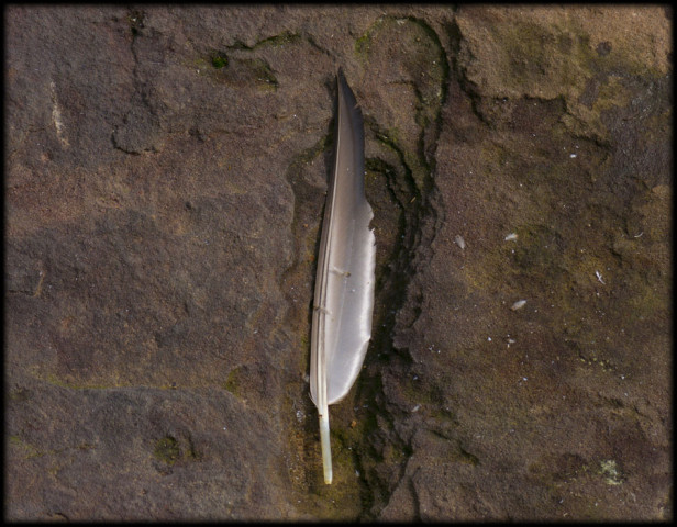 2013-10-05_Feather&Rock